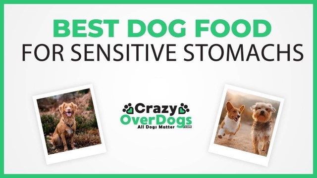 'Best Dog Food For Sensitive Stomachs in 2020'