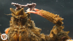 'Decorator Crabs Make High Fashion at Low Tide | Deep Look'