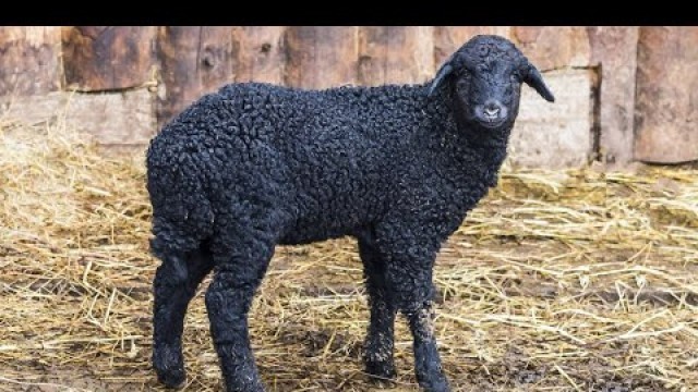 'Karakul Sheep | High Fashion Fur'